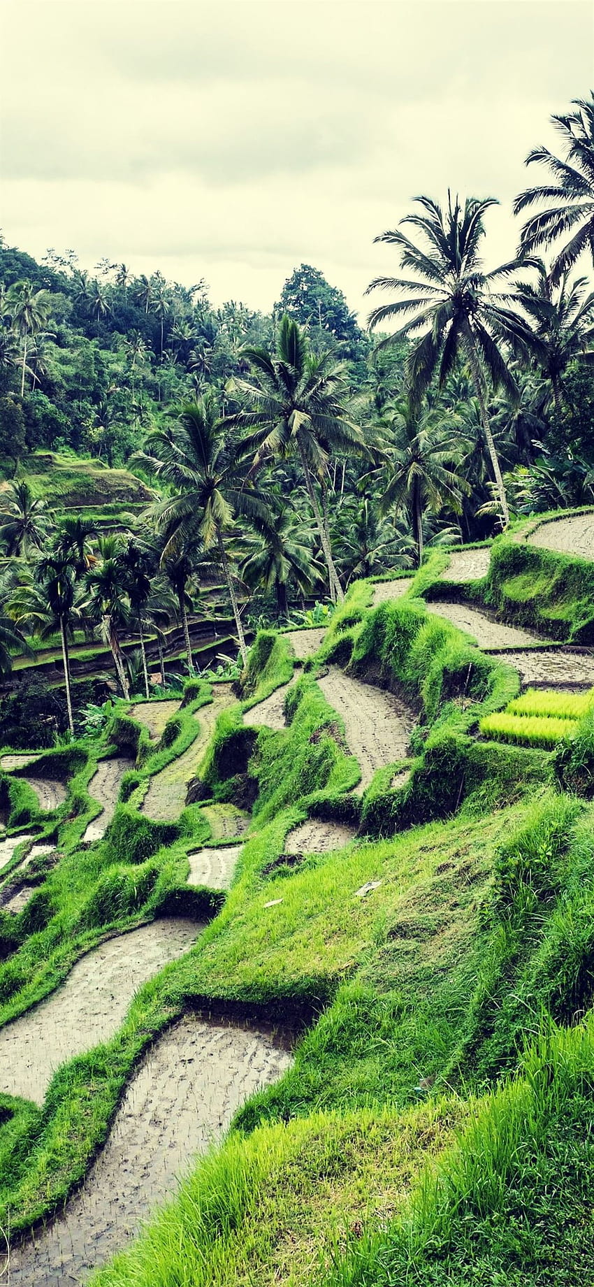 Rice Terraces of Vietnam iPhone X, Beautiful Vietnam HD phone wallpaper