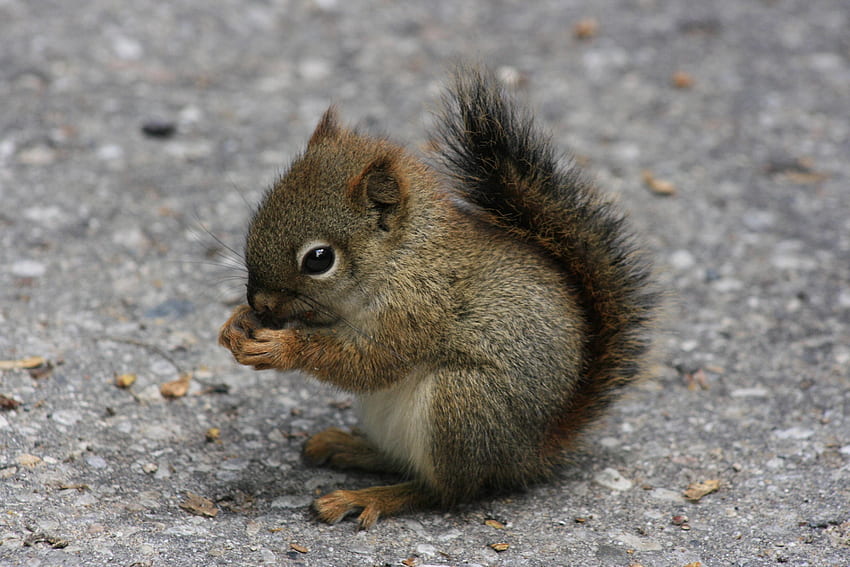 Animali, scoiattolo, cibo, sedersi, strada Sfondo HD