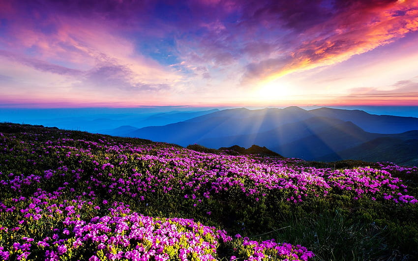 Bellezza del giardino del sole del primo mattino 53475 - Fiore Sfondo HD