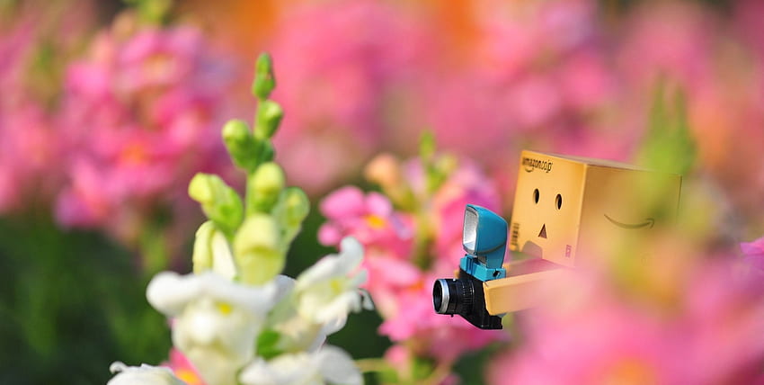 Çiçekler, Muhtelif, Muhtelif, Yalnızlık, Kamera, Danboard HD duvar kağıdı