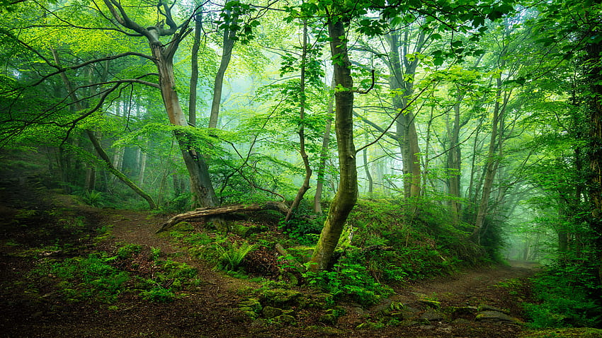 Misty Green Forest Ultra . Background . HD wallpaper