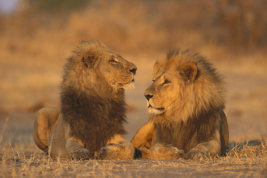 Beautiful Lazy Lion Couple. Animals and Birds for Mobile and HD wallpaper