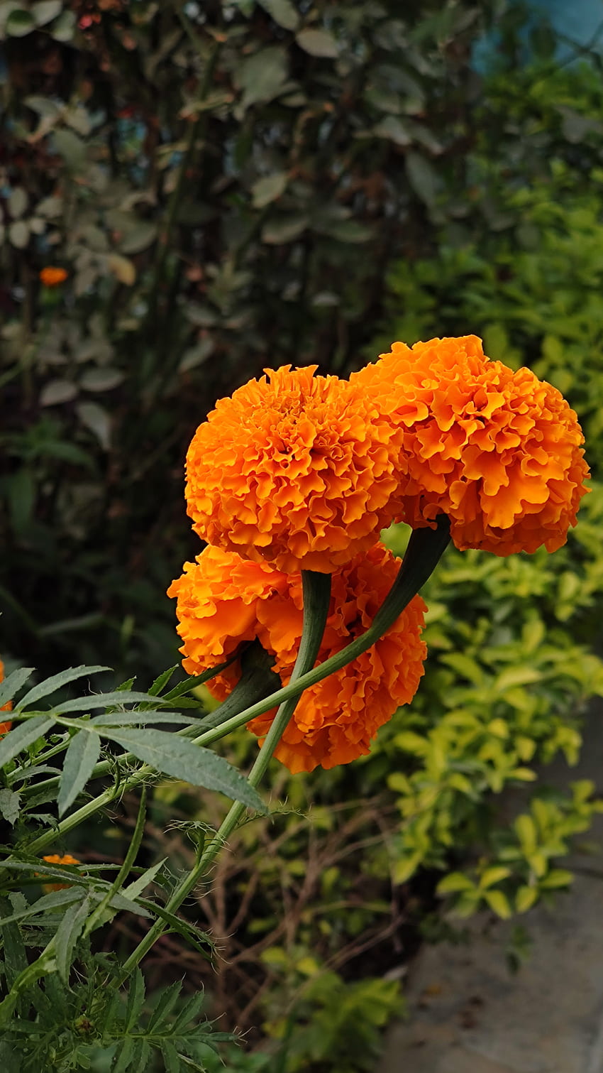 금잔화 꽃, 오렌지, 꽃잎, 자연 HD 전화 배경 화면