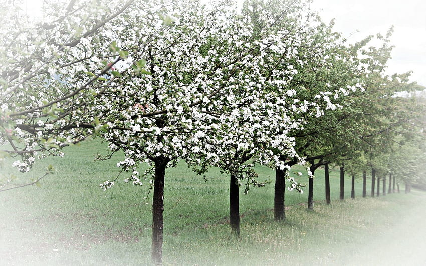 Natura, alberi, fioritura, fioritura, giardino, primavera, alberi di mele Sfondo HD