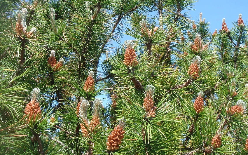 New Pine Cones, cones, pine, Latvia, spring, tree HD wallpaper