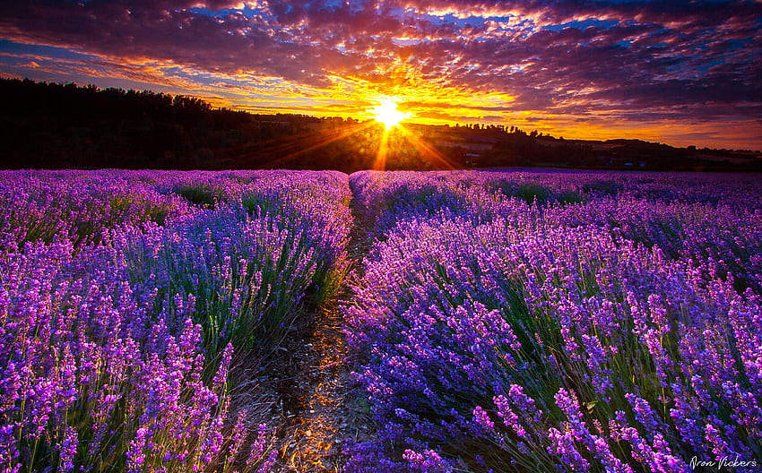 Provence, France - A place for deep and intensive retreat, Fields France HD wallpaper