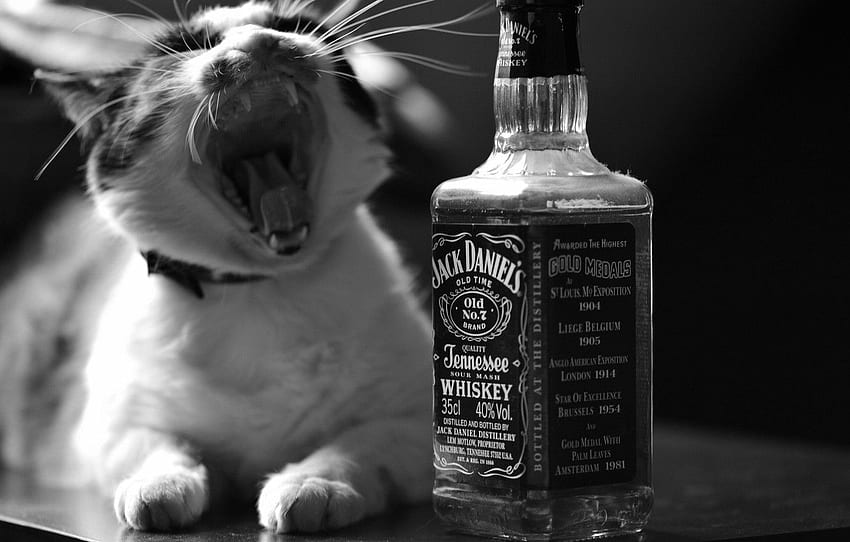 cat, cat, bottle, black and white, whiskey, Jack Daniel's HD wallpaper