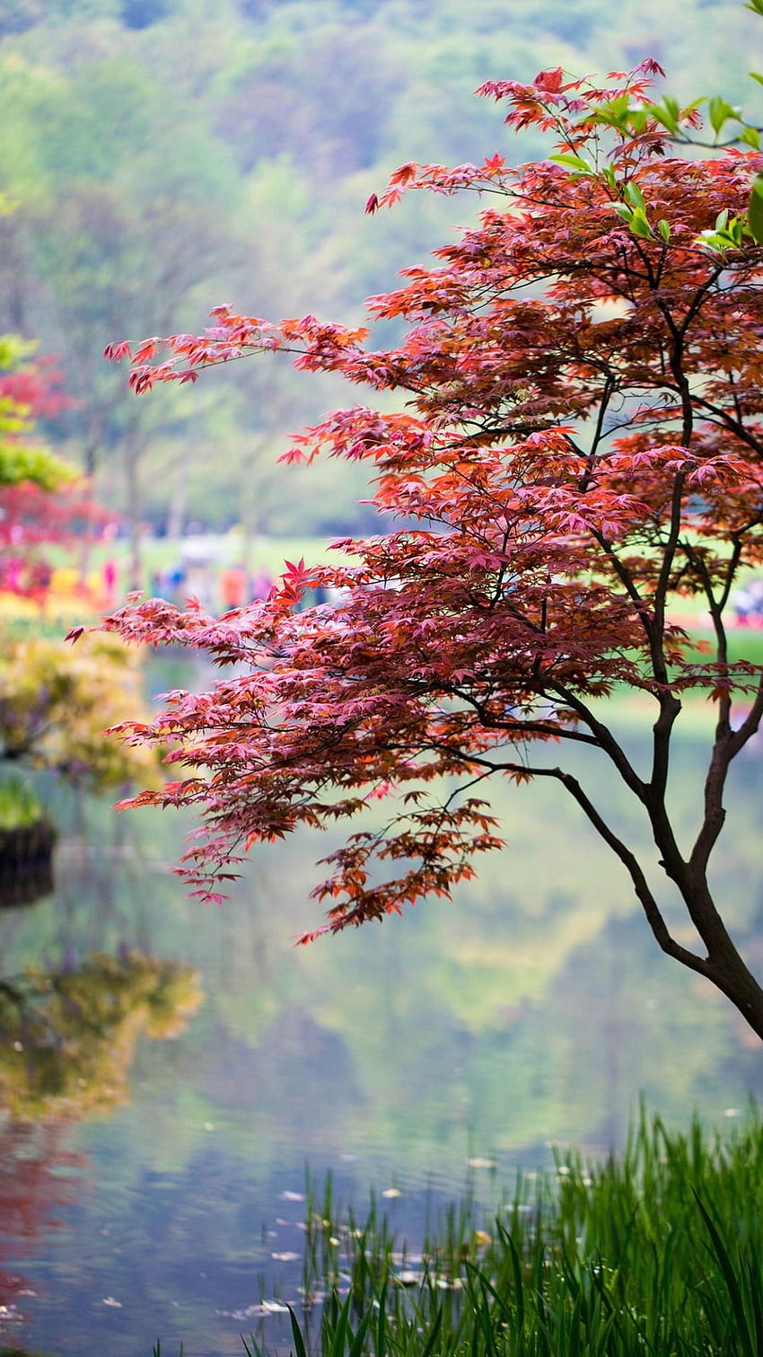 Belle nature, arbre de printemps Fond d'écran de téléphone HD