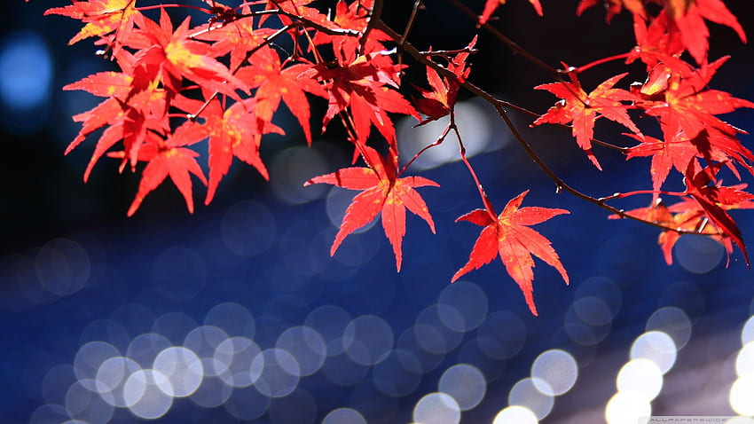 Japanese Maple Leaves Bokeh ❤ for Ultra, Black and Red Japanese HD wallpaper