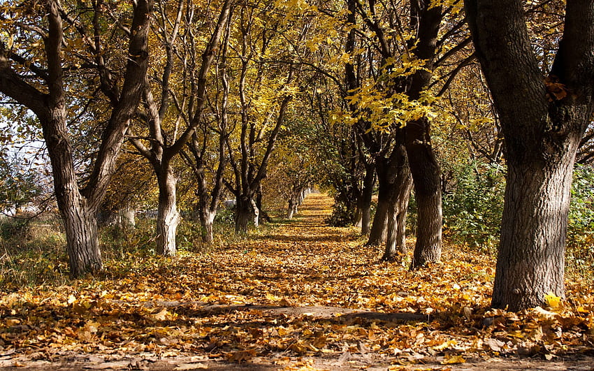 Ścieżka, Pnie, Październikowy, Natura, Drzewa, Jesień, Spadek liści, Upadek, Ścieżka, Wiersze, Rangi, Więdnięcie Tapeta HD