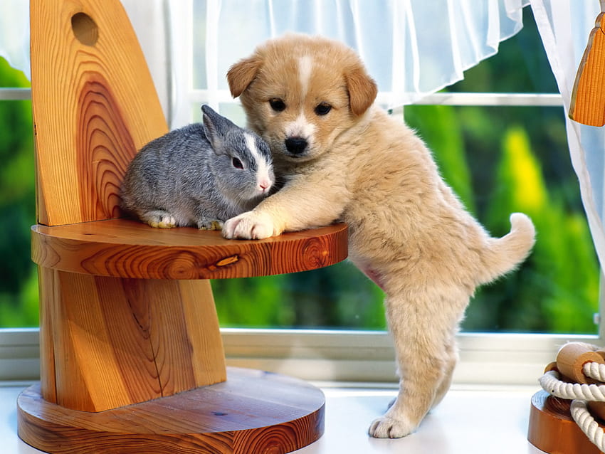 귀여운 작은 강아지 - 개와 토끼 - & 배경 HD 월페이퍼