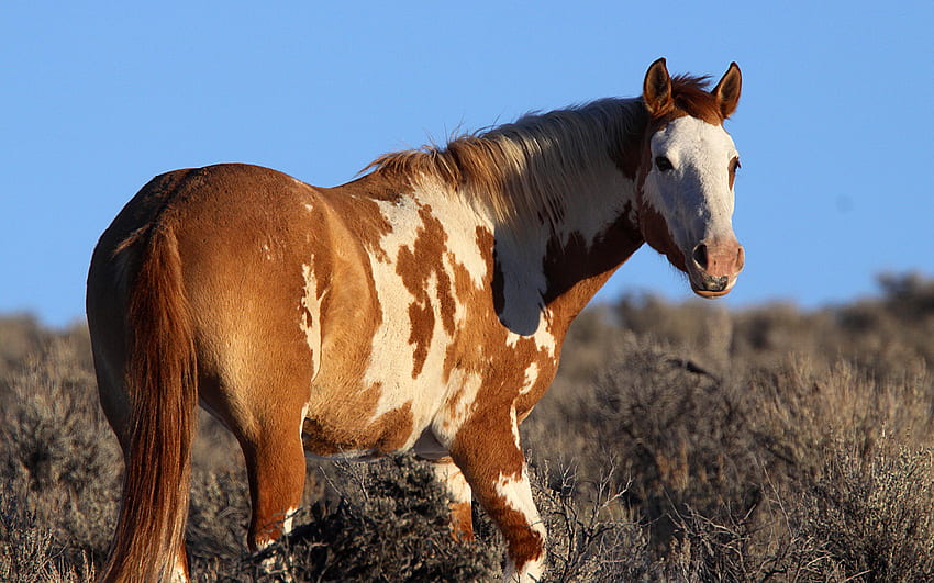 Wild Pinto, pinto, cavalos, cavalos selvagens, animais, cavalos bonitos, cavalos bebés papel de parede HD