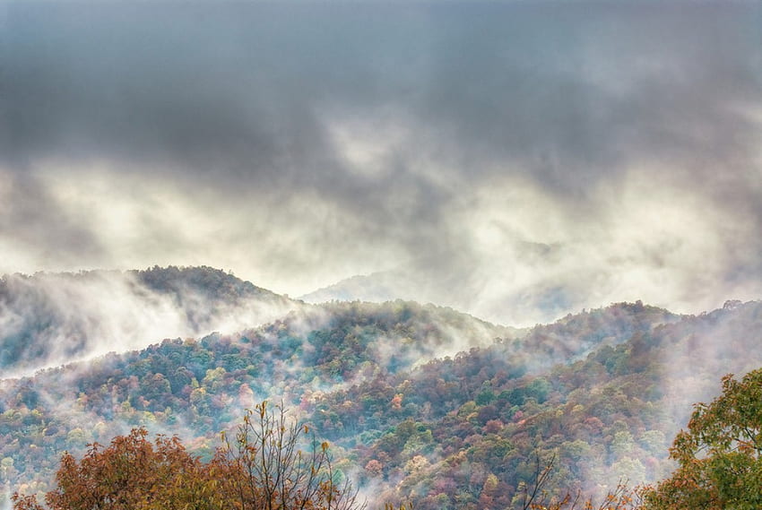 morning tendrils, mist, rain, clouds, trees, mountains HD wallpaper