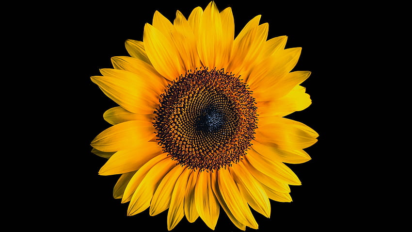 Sunflower , Black background, Yellow flower, , Flowers, Lonely Sunflower HD wallpaper