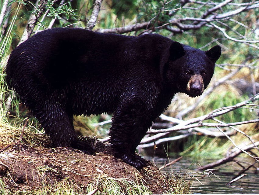 Мечка - черна мечка отстрани, готина индианска мечка HD тапет