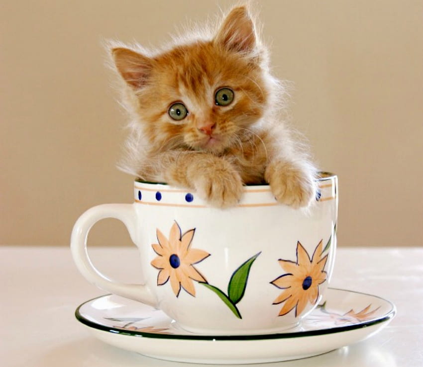 Eine Tasse Kätzchen, Pisica, Kätzchen, Augen, süß, Katze, lustig, Tasse, Pfote HD-Hintergrundbild