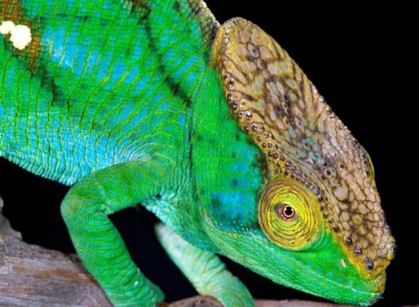 Lizard Closeup, closeup, green lizard, tree branch HD wallpaper