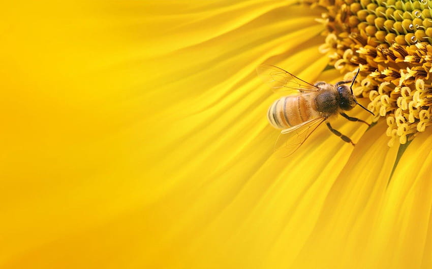 Bee On Sunflower, Cute Bee HD wallpaper