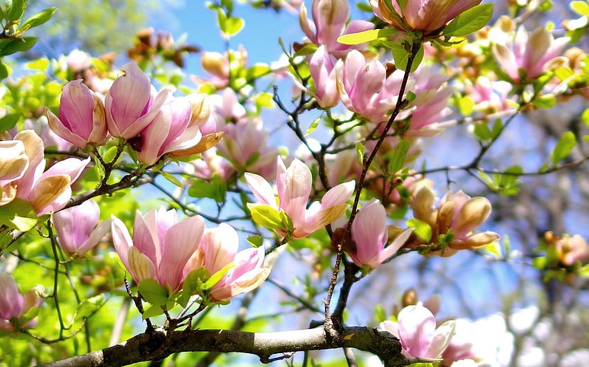 แมกโนเลีย ดอกไม้ ฤดูใบไม้ผลิ ต้นไม้ วอลล์เปเปอร์ HD