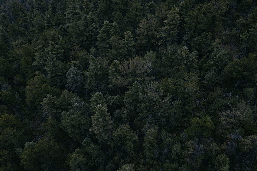 ธรรมชาติ ต้นไม้ ดูจากด้านบน มืด ป่า วอลล์เปเปอร์ HD