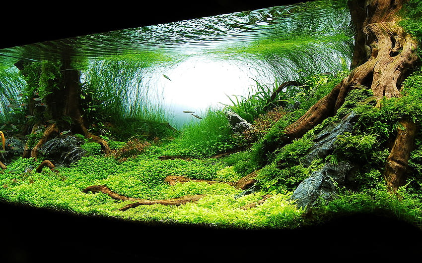 Ovidiu Drobotă su . Acquario con piante, acquario giapponese Sfondo HD