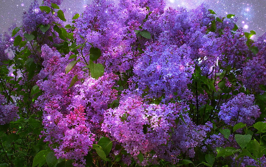 Magical Lilac 87490 inhq - Lilacs - -, Magical Spring HD wallpaper