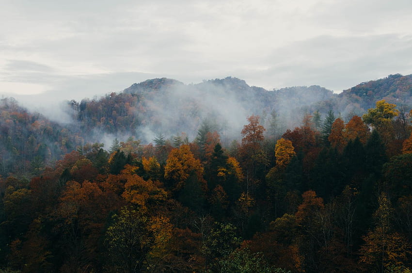 Naturaleza Árboles Montañas Bosque Niebla Colinas Otoño Otoño - Mejor alta calidad, Otoño brumoso fondo de pantalla