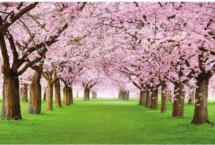 – Cherry Blossom – Decoração Spring Tree, Sakura Blossom papel de parede HD
