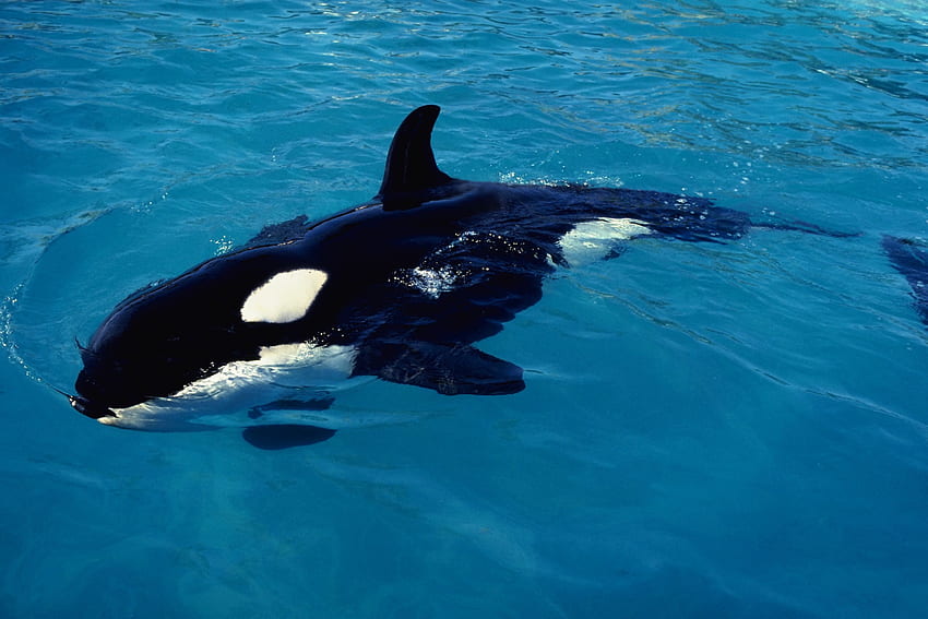 zwierzęta wodne orki orki Wysoka jakość Tapeta HD