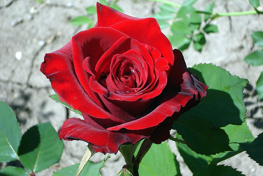 ดอกกุหลาบสีแดง ตา นุ่ม บุปผา ละเอียดอ่อน ดอกตูม สีแดง ธรรมชาติ ดอกไม้ บุปผา น่ารัก วอลล์เปเปอร์ HD