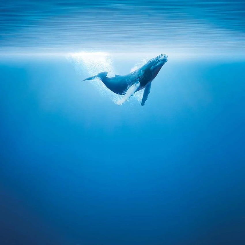 Blue Whale HD phone wallpaper | Pxfuel