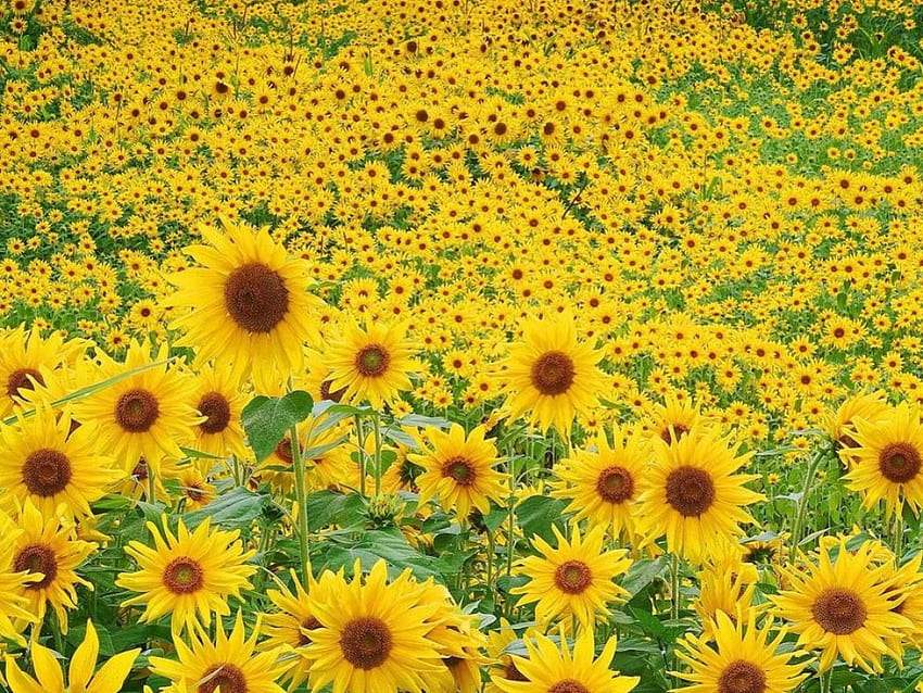 Field of Sunflowers, flowers, sunflowers, field HD wallpaper