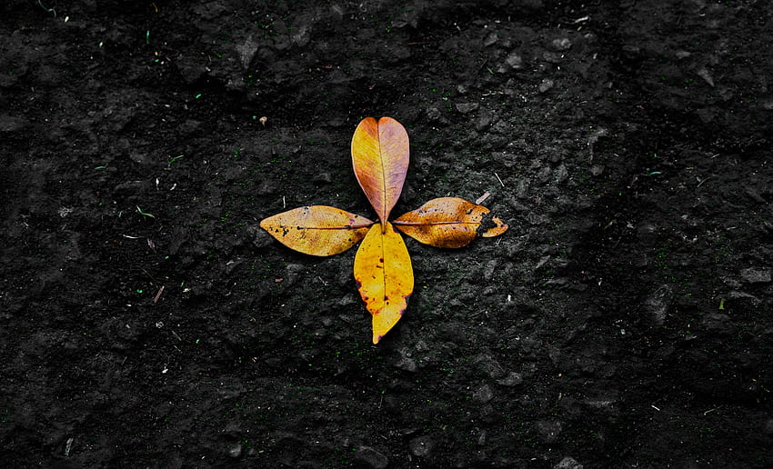 Nature, Autumn, Leaves, Fallen HD wallpaper