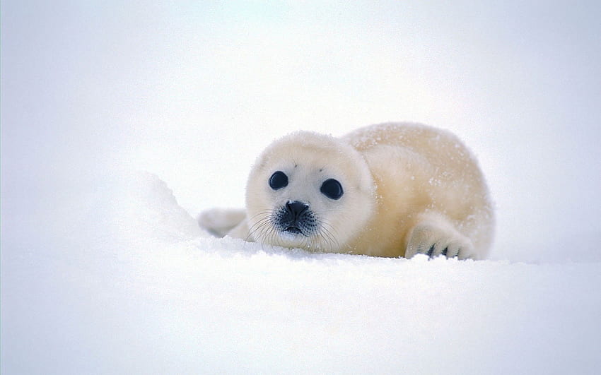 Cute Baby Seal, Japanese White Baby Seal HD wallpaper