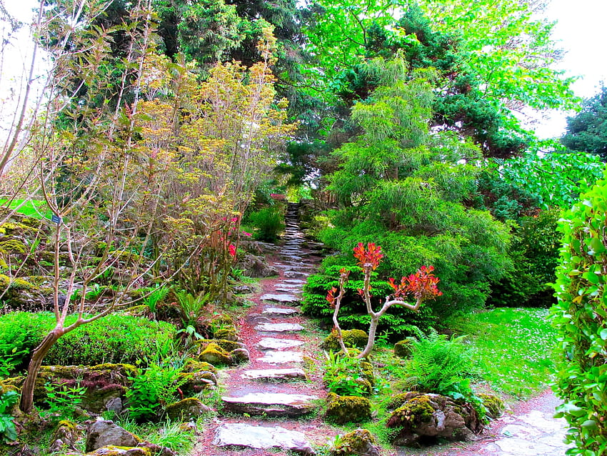 Nature, Trees, Branches, Vegetation, Branch, Garden, Steps, Brightly, Track HD wallpaper