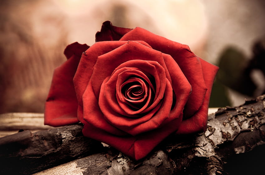 Macro, Rose Flower, Rose, Petals, Bud HD wallpaper