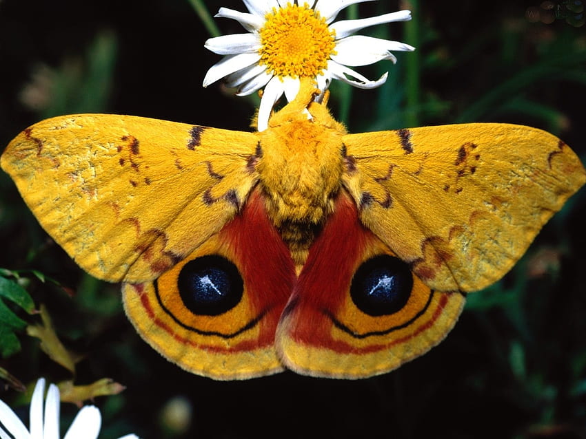 Colorful Moth, animal, butterfly, insects, flowers, moth HD wallpaper