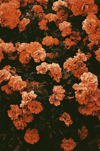 Hoa cam là loại hoa đậm chất cổ điển và sang trọng. Hãy chiêm ngưỡng hình nền hoa cam đẹp mắt này, nơi hoa cam được bày trí với những màu sắc tươi tắn và rực rỡ. Đây sẽ là lựa chọn hoàn hảo để làm nền cho thiết bị của bạn.