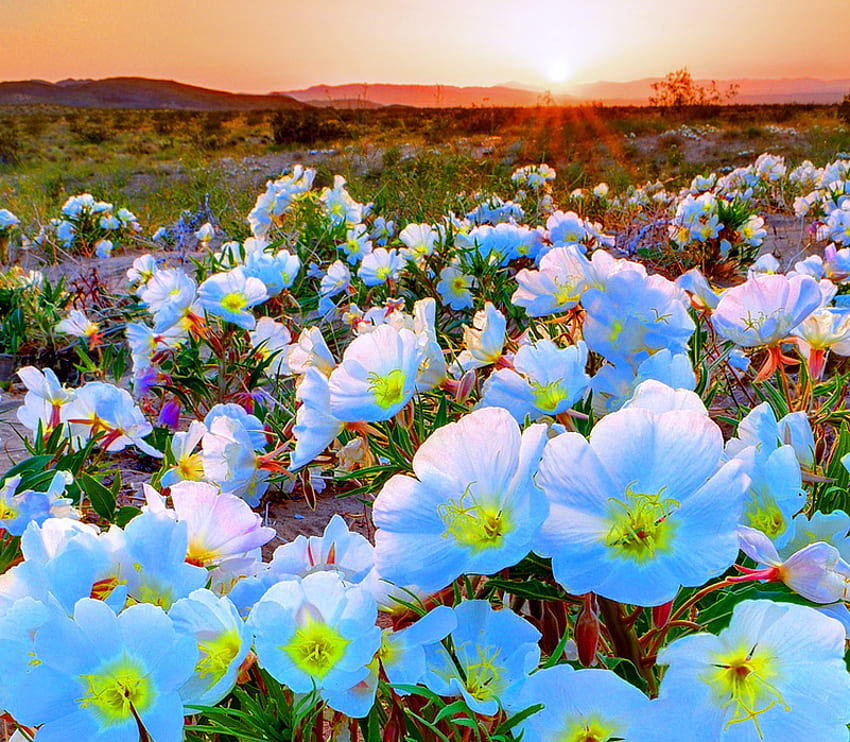 Пустинна пролет, синьо, слънчева светлина, зелено, пустиня, цветя, залез, 1000 HD тапет