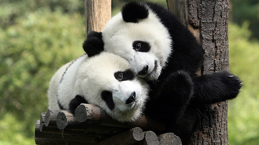 Animals, Pandas HD wallpaper