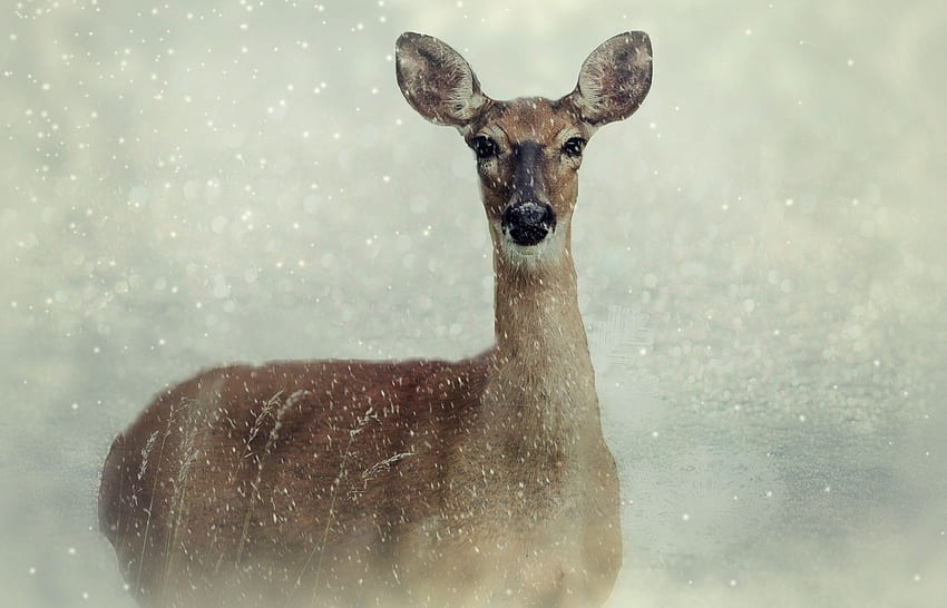 Roe Deer Resolution ,, 1400X900 Deer HD wallpaper
