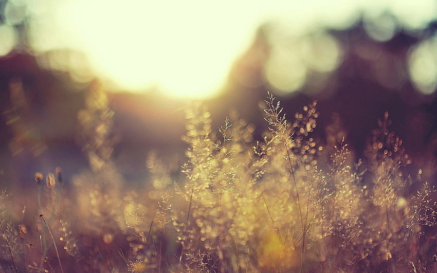 Grass, Background, Macro, Blur, Smooth, Shadow HD wallpaper
