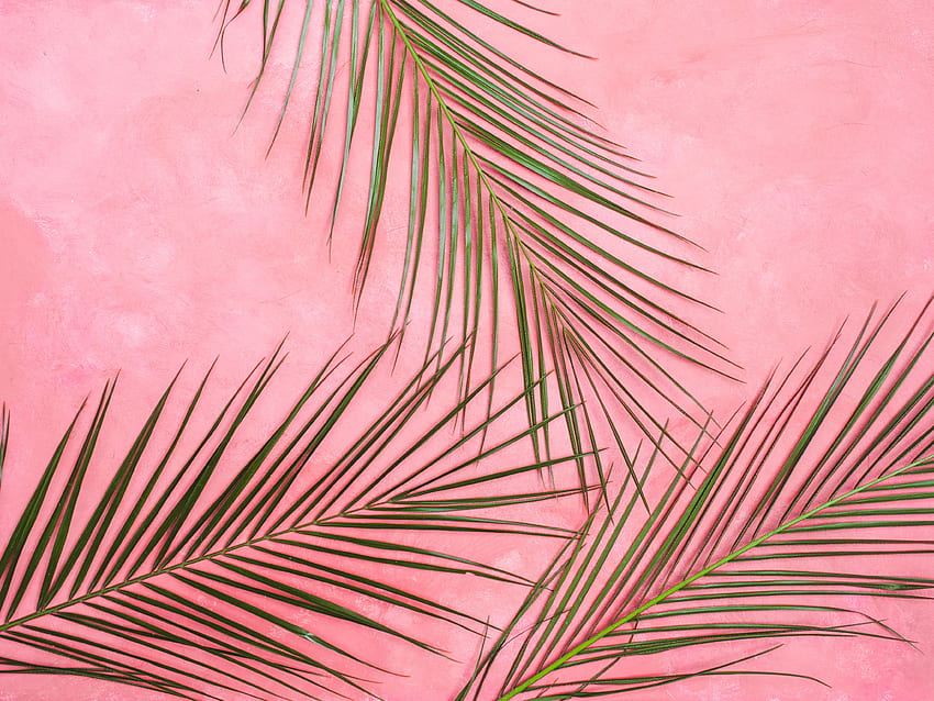 Minimalismus, Blätter, Palme, Äste, Pastell HD-Hintergrundbild