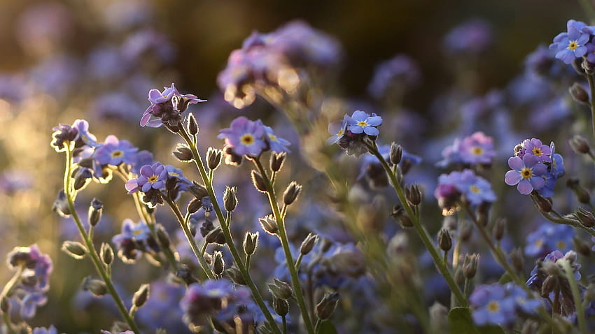 Blumen, Feld, klein, Vergissmeinnicht HD-Hintergrundbild