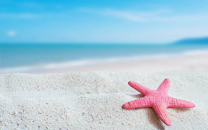 Pink starfish, sand, pink, beach, starfish, summer, vara HD wallpaper