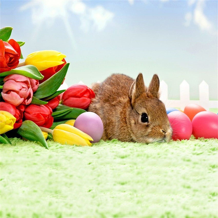 de conejito de Pascua OFILA, huevos pintados, flores de conejo encantadoras, tierra de hierba de primavera, cerca de sol brillante, fiesta de vacaciones para bebés recién nacidos fondo de pantalla del teléfono