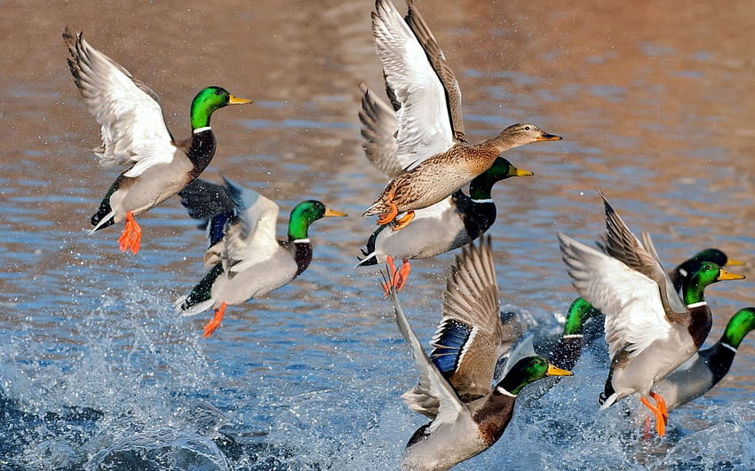 Caza de patos - Antecedentes, Aves acuáticas del Delta fondo de pantalla