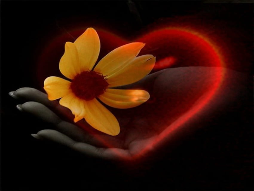 Ein Herz in der Hand, Herzen, Kunst, Liebe HD-Hintergrundbild