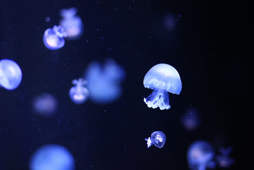 jellyfish for computers (2019), Cute Jellyfish HD wallpaper