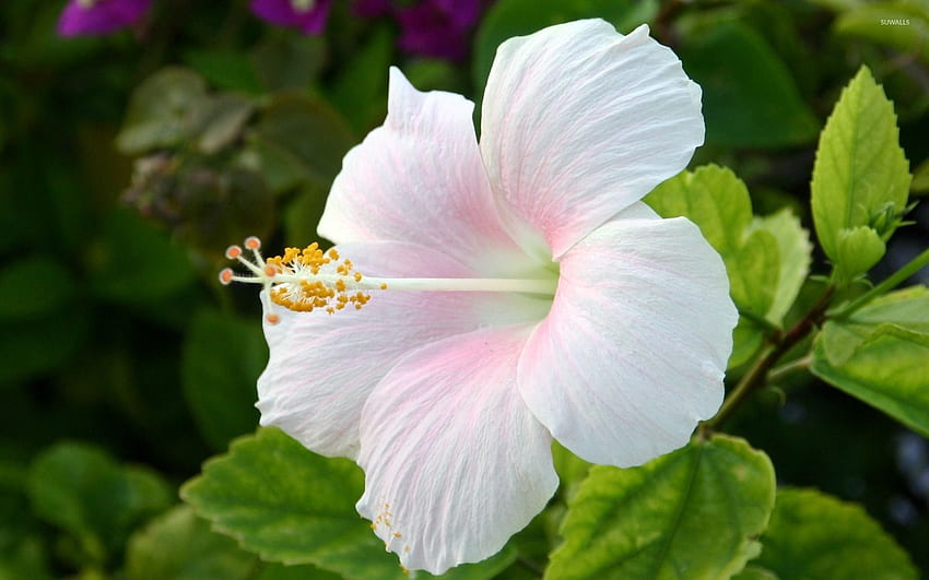 White Hibiscus - Flower HD wallpaper | Pxfuel